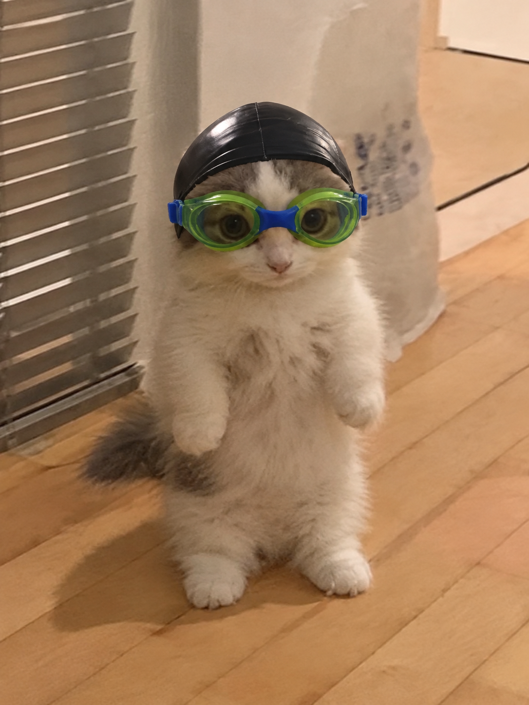 Nasmichi the cat wearing green swimming goggles and a black swim cap